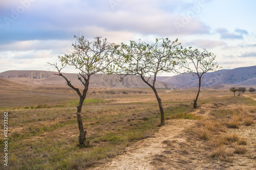 Landscape with trees near the trail to the mountains