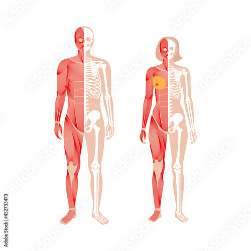 Human muscular system