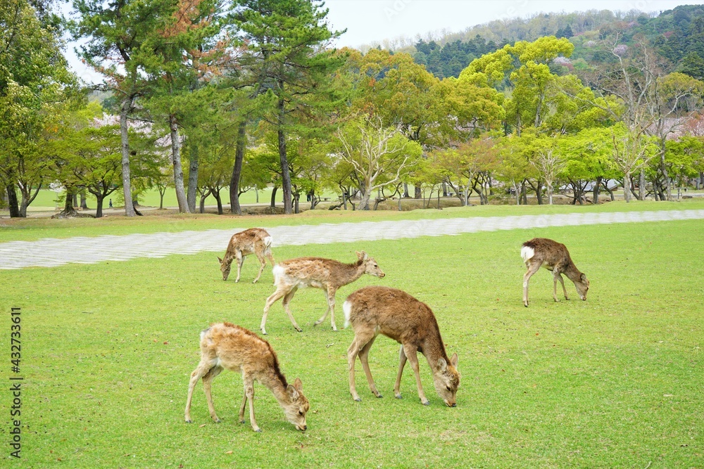 Wild deer eating green grass in Nara park, Japan - 日本 奈良 草を食べる奈良公園の鹿 Wild deer eating green grass in Nara park, Japan - 日本 奈良 草を食べる奈良公園の鹿