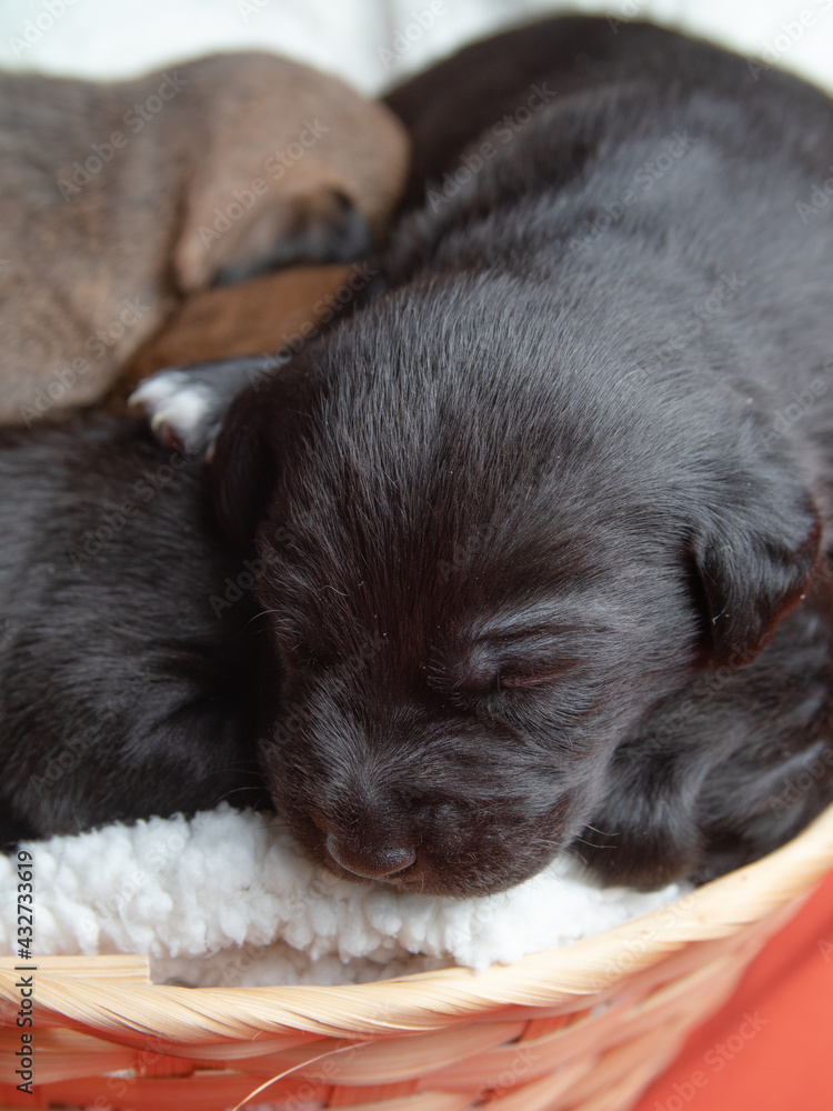 parson russell terrier dog dog puppies parson russell terrier dog dog puppies