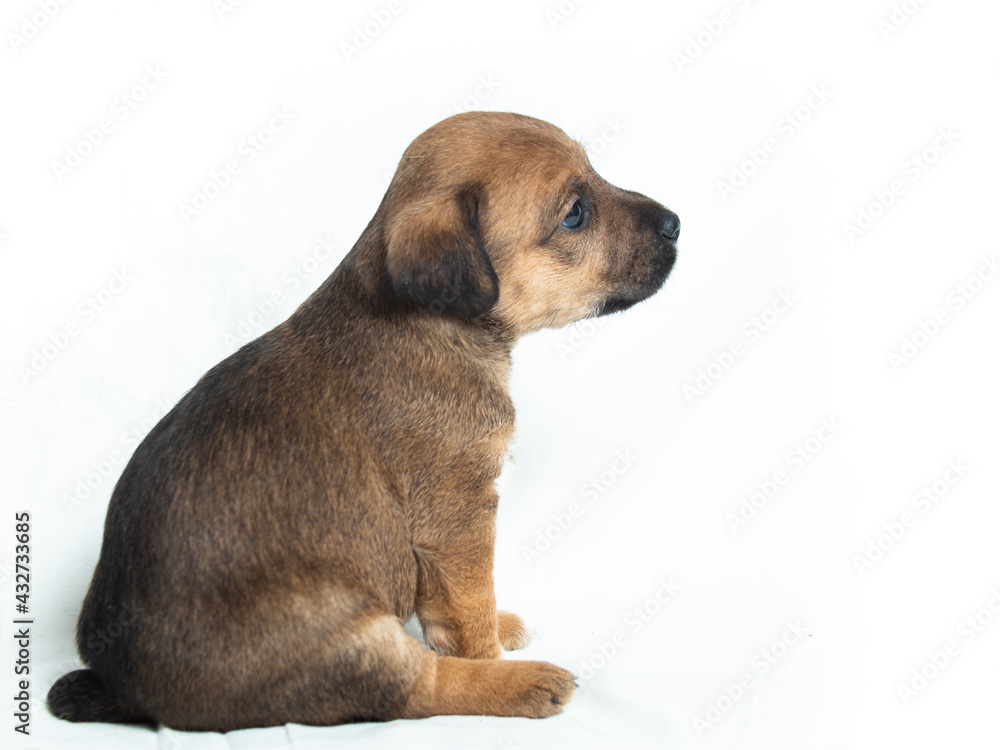Parson Russell Terrier puppies in front of white background Parson Russell Terrier puppies in front of white background