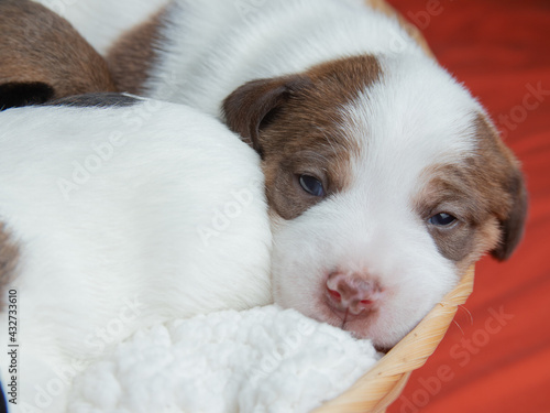 parson russell terrier dog dog puppies