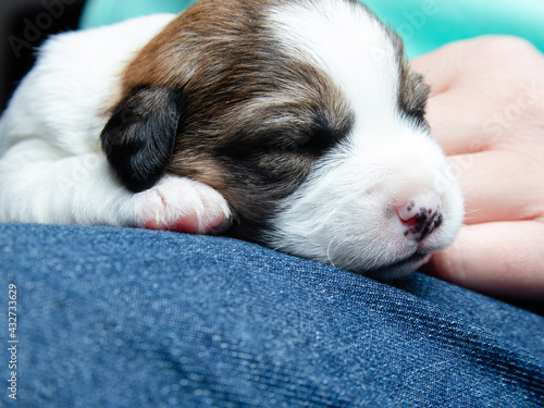 parson russell terrier dog dog puppies