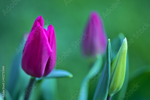 Beautiful closeup profile view of spring purple tulip flowers on green background in the garden of Dublin  Ireland. Soft and selective focus. High resolution macro