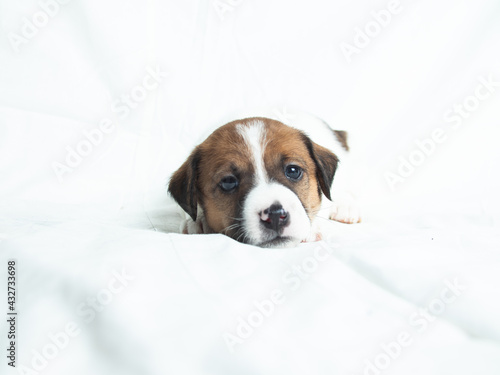Parson Russell Terrier puppies in front of white background