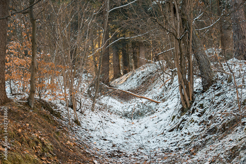 Snow in a forest in autumn morning