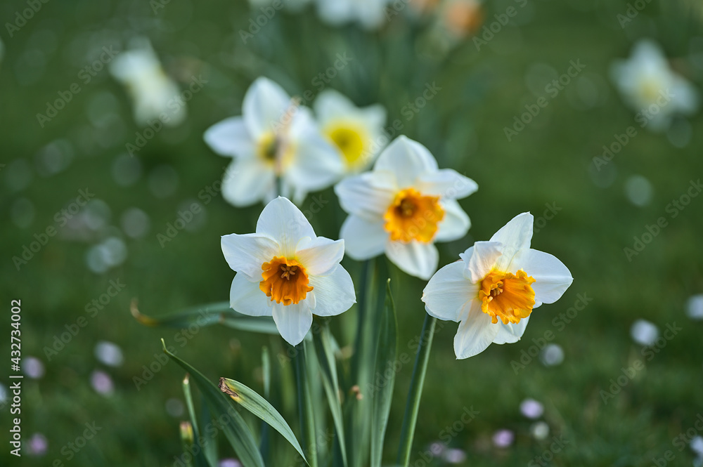 Beautiful closeup view of spring white daffodils (Narcissus) with orange corona at Marlay Park, Dublin, Ireland. Soft and selective focus. Flower dreamland. White flowers Beautiful closeup view of spring white daffodils (Narcissus) with orange corona at Marlay Park, Dublin, Ireland. Soft and selective focus. Flower dreamland. White flowers