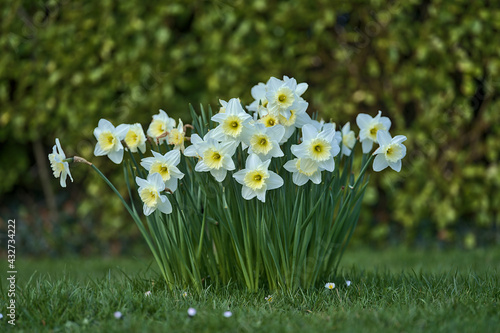 Beautiful low ground closeup view of spring white daffodils (Narcissus) with yellow corona at Marlay Park, Dublin, Ireland. Soft and selective focus. Flower dreamland. White flowers bunch photo