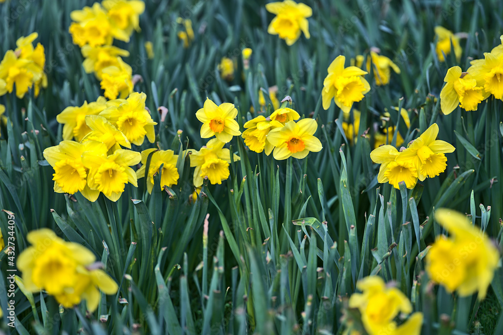 Beautiful low ground closeup view of single spring yellow daffodils (Narcissus) with orange corona at Marlay Park, Dublin, Ireland. Soft and selective focus. Flower dreamland. April yellow flowers Beautiful low ground closeup view of single spring yellow daffodils (Narcissus) with orange corona at Marlay Park, Dublin, Ireland. Soft and selective focus. Flower dreamland. April yellow flowers