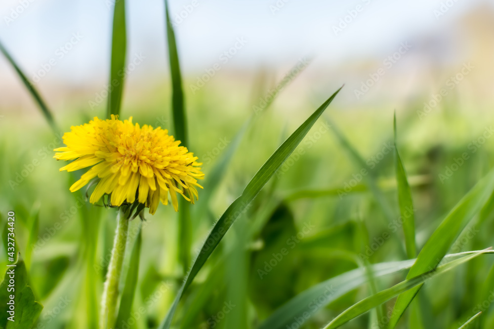 One yellow dandelion in the grass.