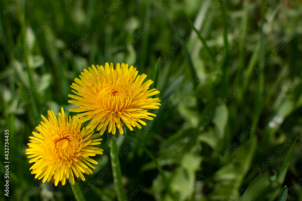 Two yellow dandelions on a green background. Two yellow dandelions on a green background.