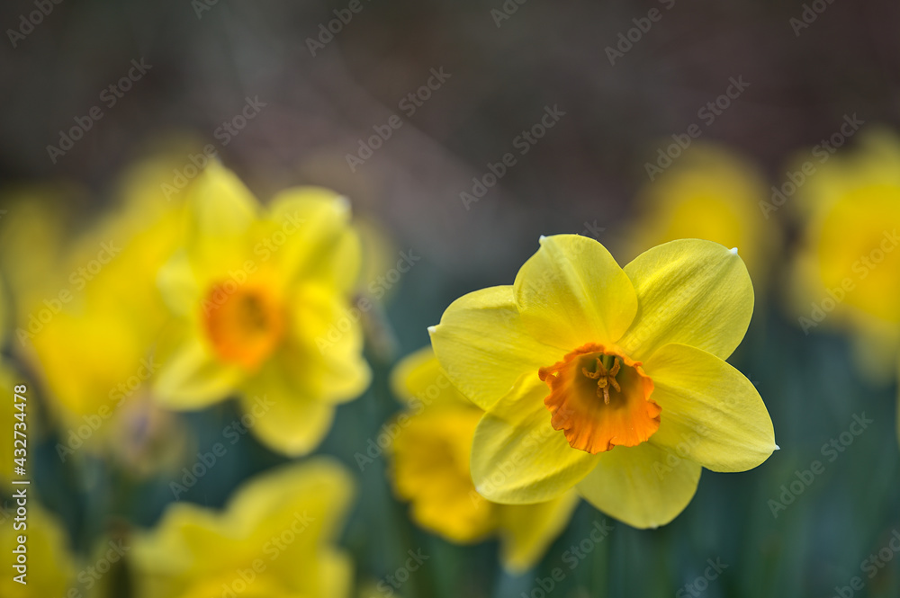 Beautiful low ground closeup view of single spring yellow daffodil (Narcissus) flower with orange corona at Marlay Park, Dublin, Ireland. Soft and selective focus. Flower dreamland. April yellow