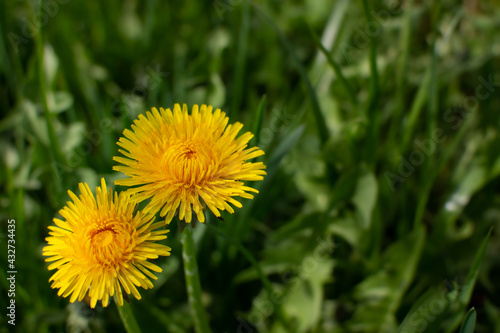 Two yellow dandelions on a green background.