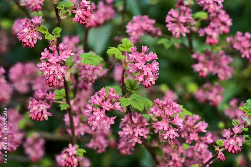 Beautiful closeup spring view of wild red-flowering currant (Ribes sanguineum) pink corolla and yellow stamens blossom growing in Ballinteer, Dublin, Ireland. Soft and selective focus Beautiful closeup spring view of wild red-flowering currant (Ribes sanguineum) pink corolla and yellow stamens blossom growing in Ballinteer, Dublin, Ireland. Soft and selective focus