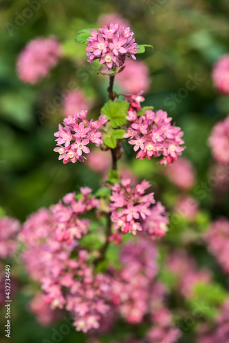 Beautiful closeup spring view of wild red-flowering currant (Ribes sanguineum) pink corolla and yellow stamens blossom growing in Ballinteer, Dublin, Ireland. Soft and selective focus