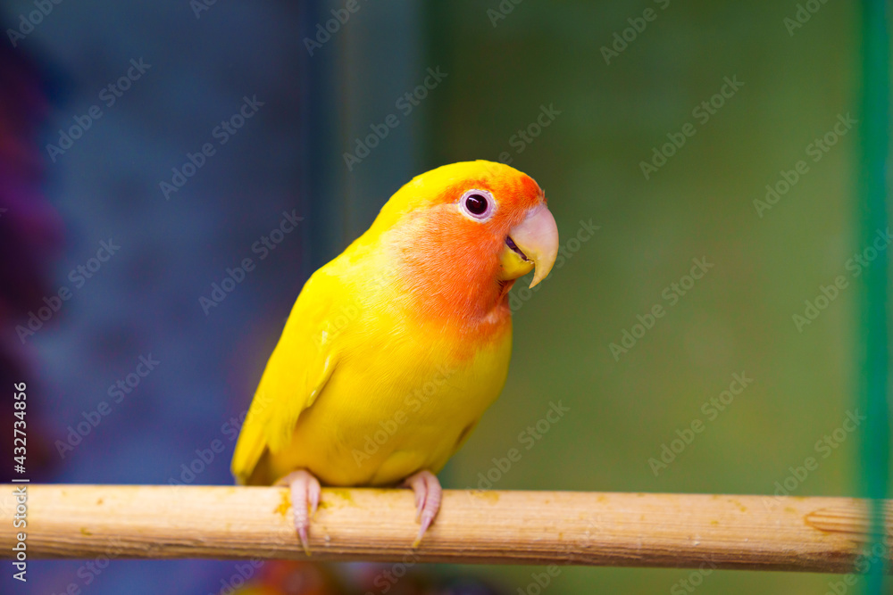 Fototapeta premium lovebird parrot. bird is inseparable. large, colorful, beautiful parrots. 