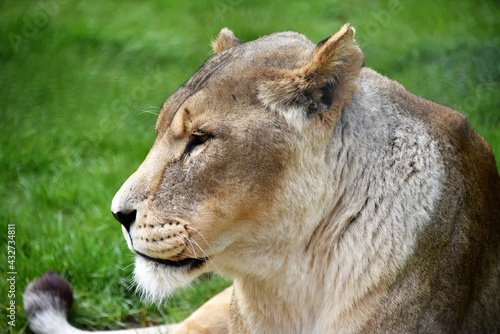 Lion in profile