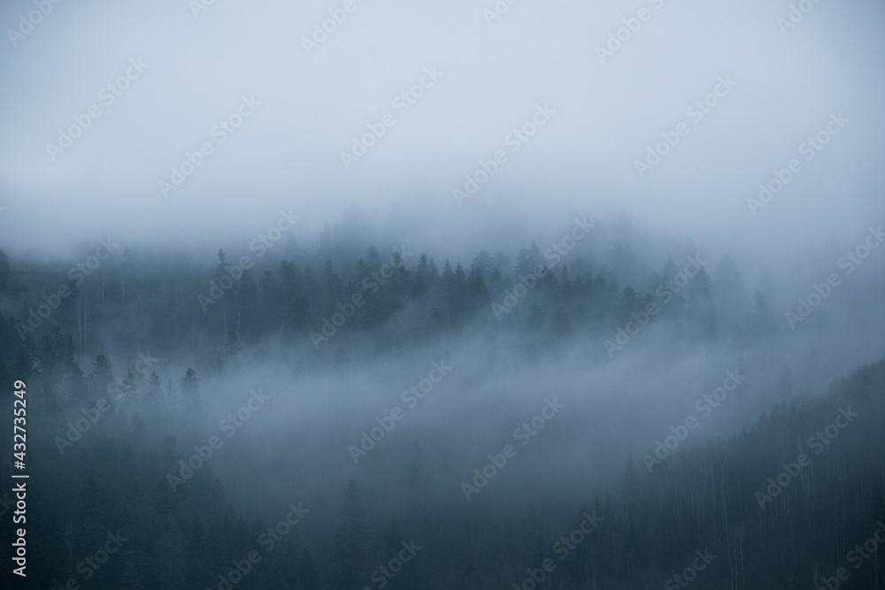 Silouettes of trees in foggy forest in autumn on a rainy day