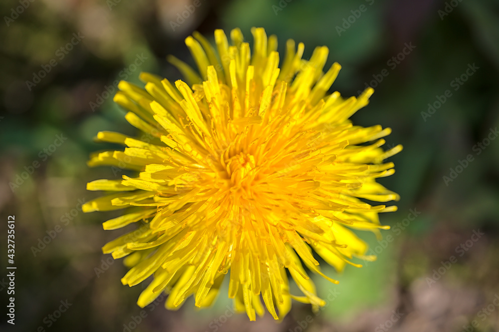 Beautiful closeup view of single spring yellow dandelion (Taraxacum officinale) flower, Dublin, Ireland. Soft and selective focus. Spring April-May yellow background Beautiful closeup view of single spring yellow dandelion (Taraxacum officinale) flower, Dublin, Ireland. Soft and selective focus. Spring April-May yellow background