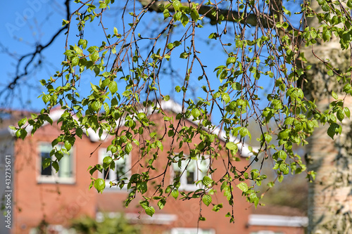 Beautiful bright closeup view of young birch tree spring light green leaves against typical Irish houses, Ballinteer, Dublin, Ireland. Soft and selective focus. Stem on diagonal. Seasons change. photo