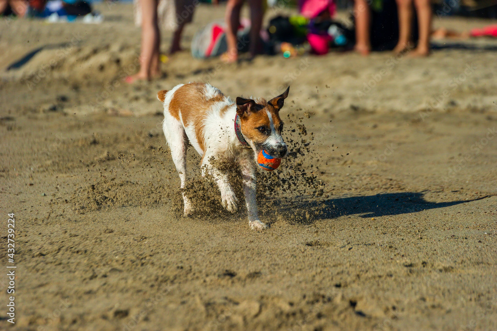 Dog Fetch Beach Toy