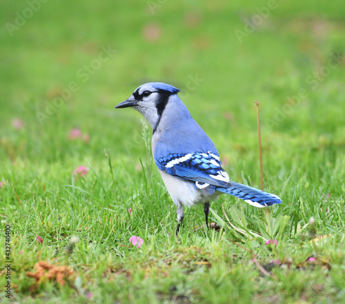 blue jay standing on the green meadow