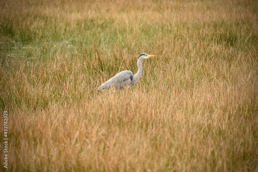 Fototapeta premium Heron standing in the grass