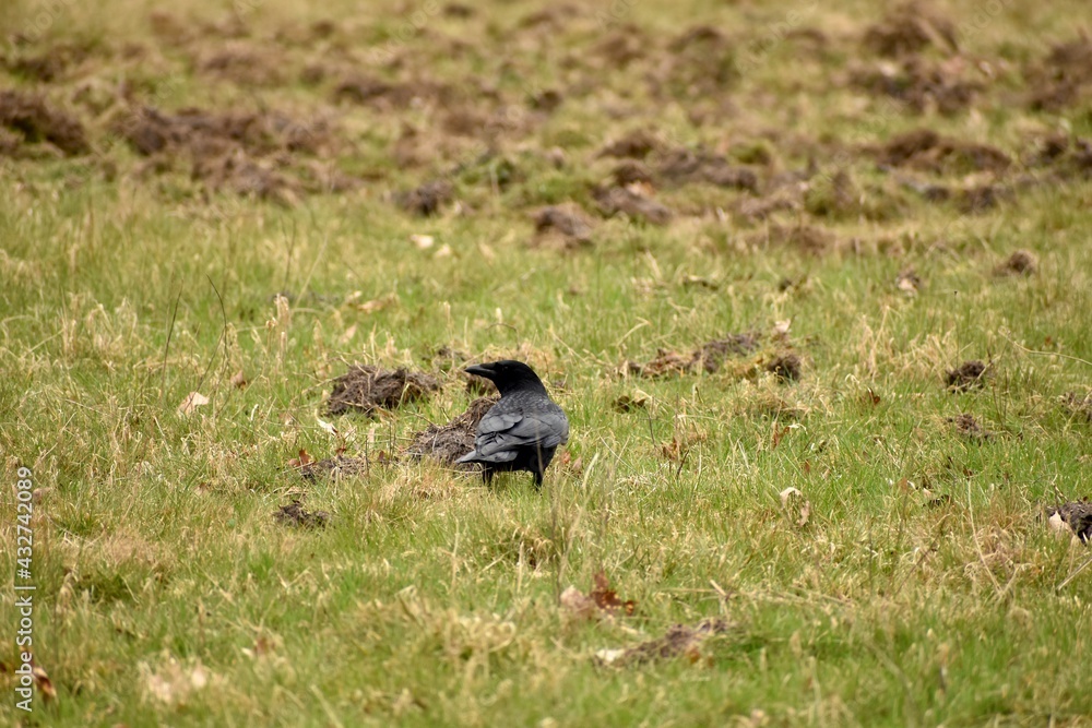 blackbird on the grass blackbird on the grass