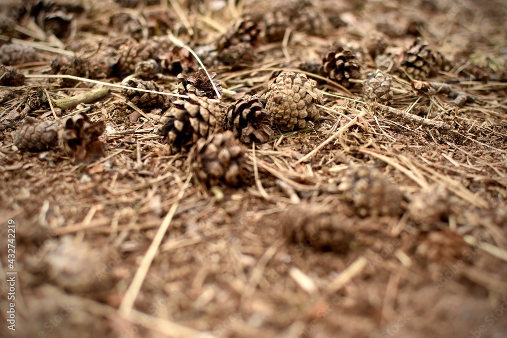 Pinecones on the drought ground in summer Pinecones on the drought ground in summer
