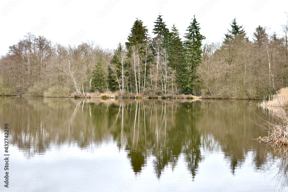 Green pine trees and trees without leaves in autumn with reflections on the lake