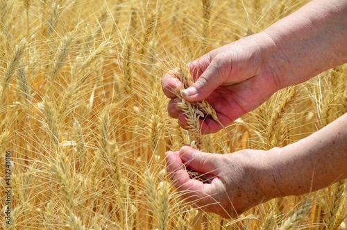 Close-up of ripe organic rye wheat ears on agricultural field during harvest with wives hands