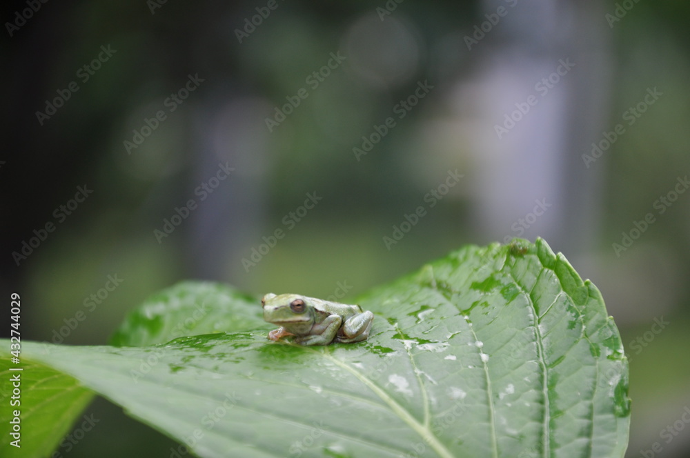 rana, sapo, frog, toad