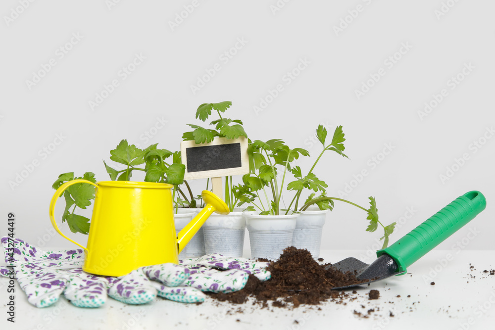 Small plants in pots ready for transplanting with blank wooden garden plant tag Small plants in pots ready for transplanting with blank wooden garden plant tag