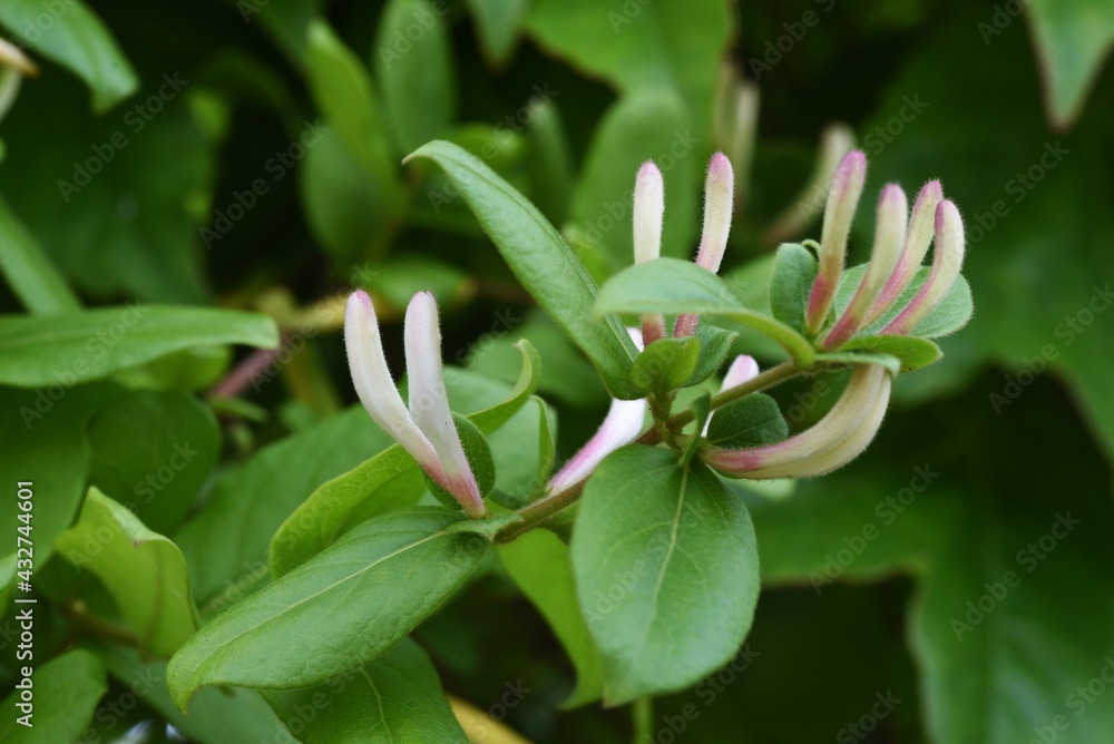 Japanese honeysuckle flowers. Caprifoliaceae evergreen vine tree.
Japanese honeysuckle flowers. Caprifoliaceae evergreen vine tree.