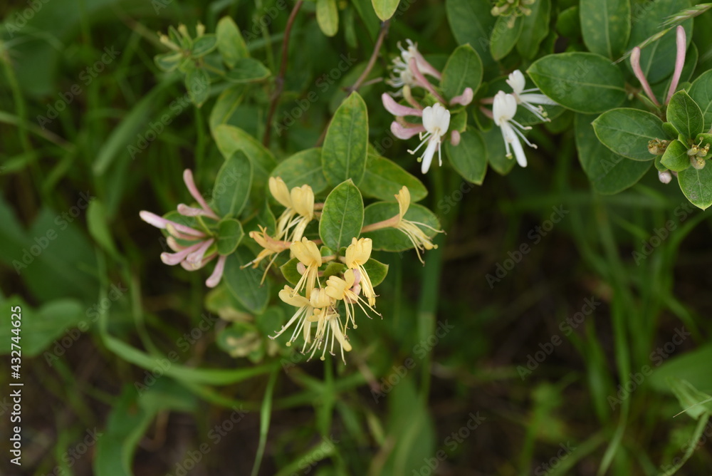 Japanese honeysuckle flowers. Caprifoliaceae evergreen vine tree.
Japanese honeysuckle flowers. Caprifoliaceae evergreen vine tree.