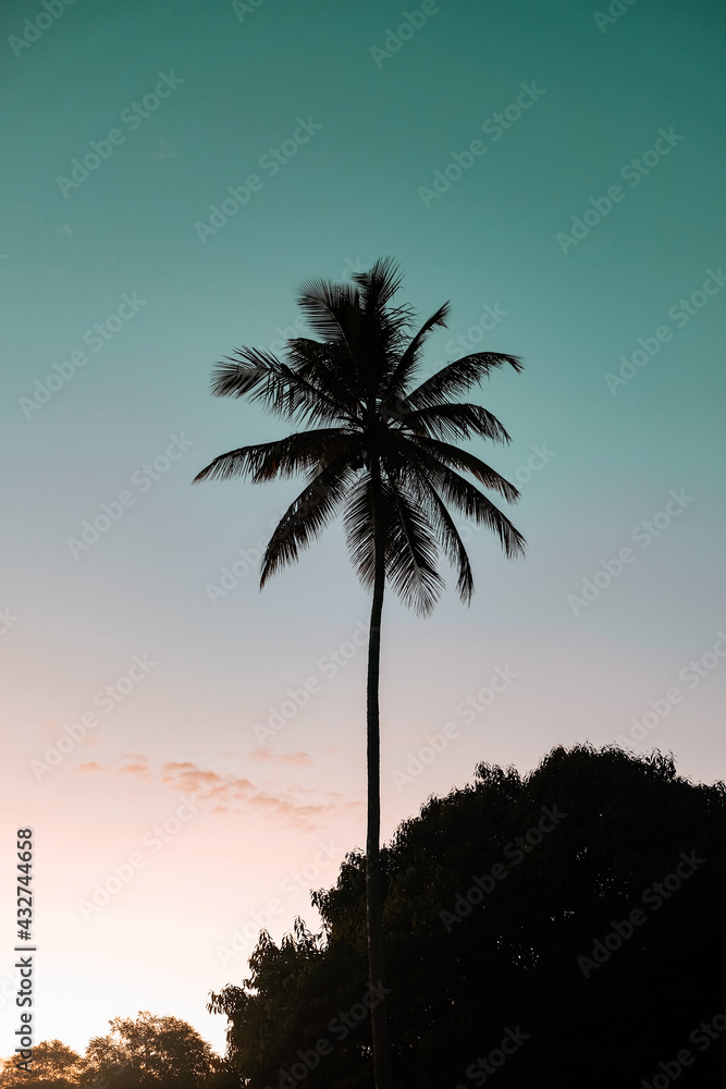 Obraz premium Brazilian palm trees at sunset (blue hour)