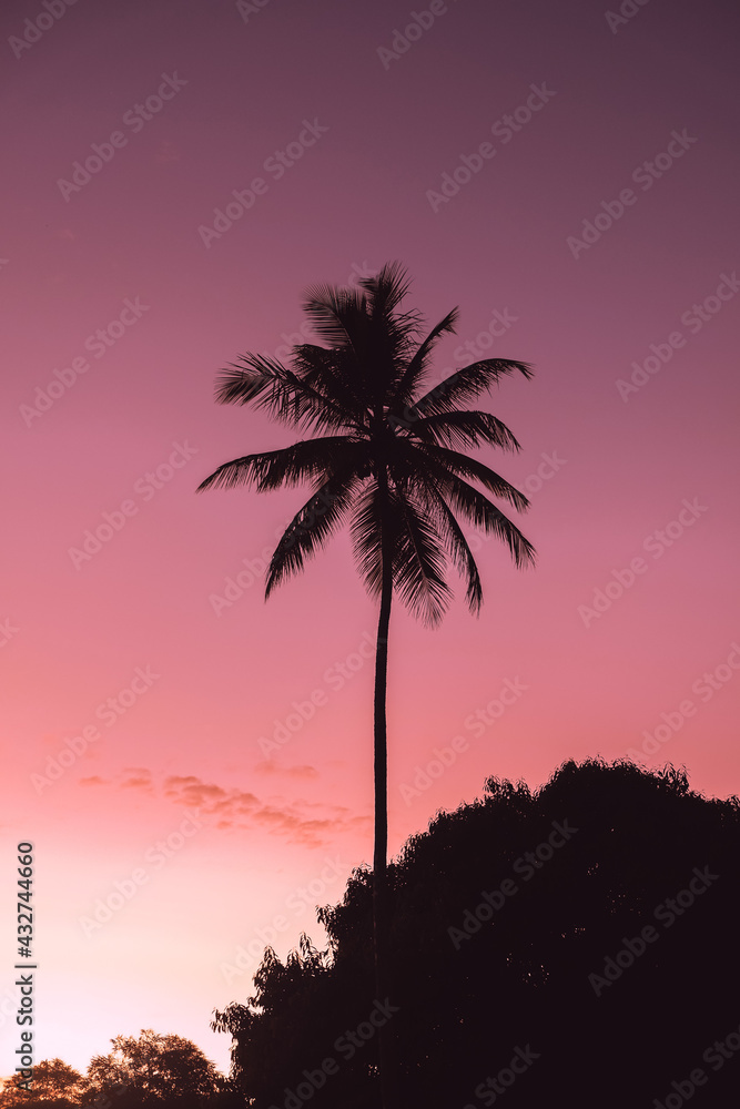 Brazilian palm trees at sunset (golden hour)