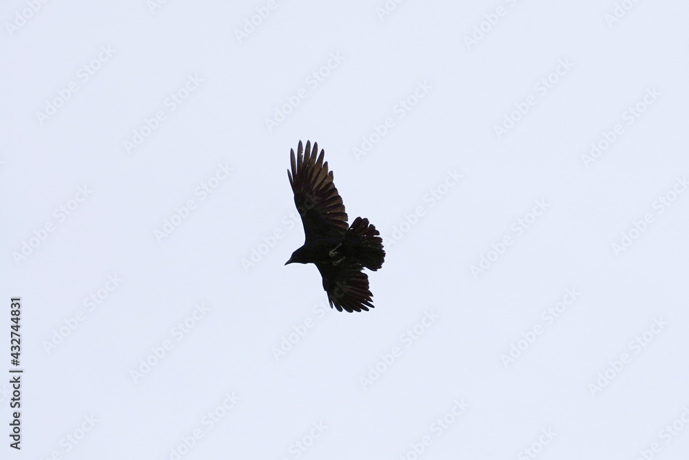 Obraz premium Crow in flight