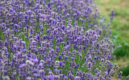 Lavender bush  New Zealand