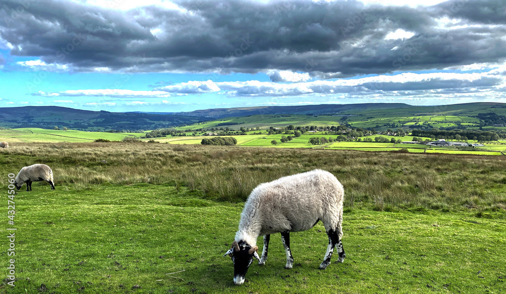 Sheep grazing on the top of, Barden Moor, with hills, valleys, trees and farms, in the far distance near, Skipton, Yorkshire, UK