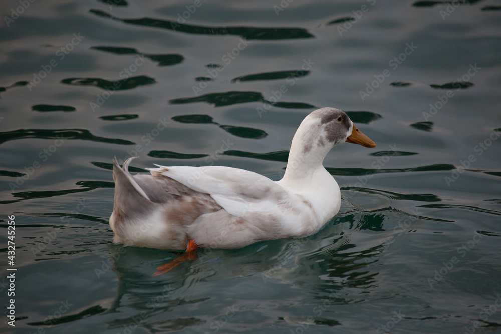 White duck in green waters
