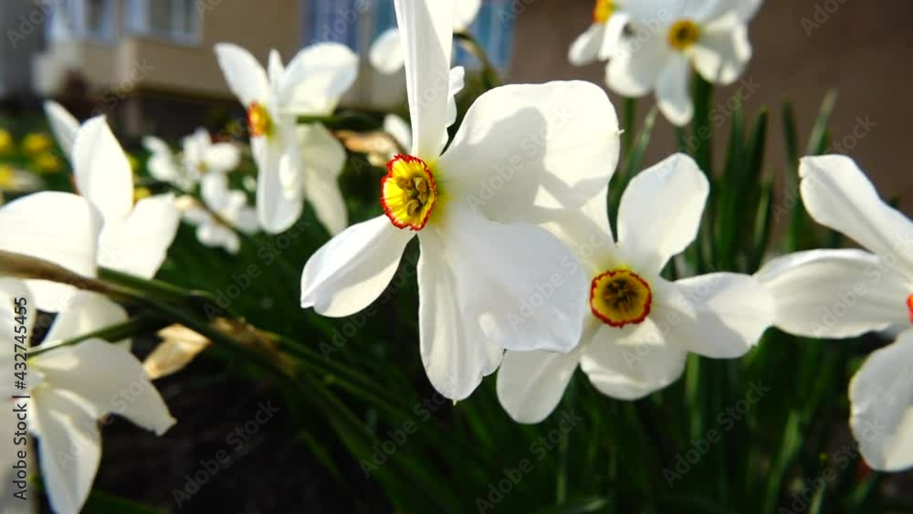 Narcissus flowers in spring in sunset rays. Narcissus flowers in spring in sunset rays.
