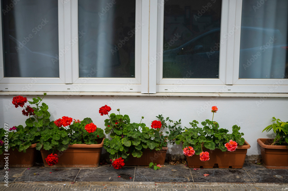 Naklejka premium flower