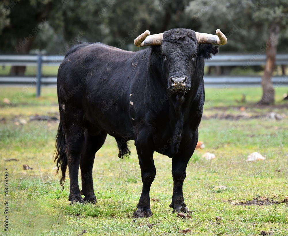 spanish black bull with big horns on the cattle farm spanish black bull with big horns on the cattle farm