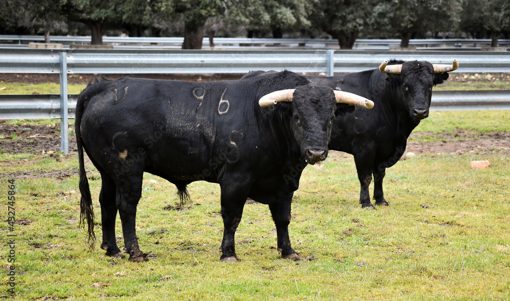 spanish black bull with big horns on the cattle farm spanish black bull with big horns on the cattle farm