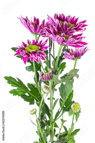 Beautiful purple chrysanthemum flowers with leaves isolated on white background