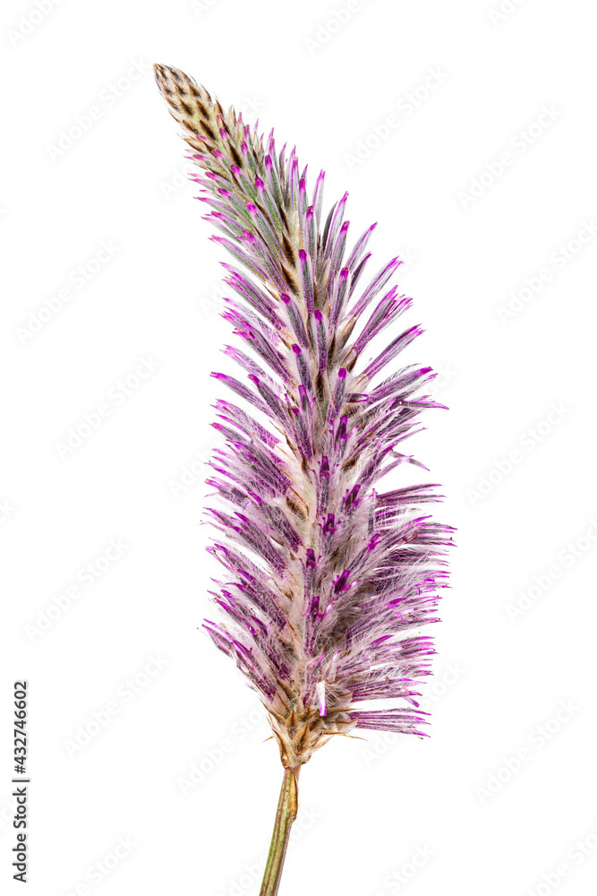 Fototapeta premium Purple Ptilotus exaltatus Joey wildflower, family Amaranthaceae isolated on white background. Called Mulla Mulla
