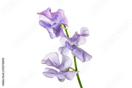 Lilac colored sweet pea flowers isolated on white background. Lathyrus odoratus