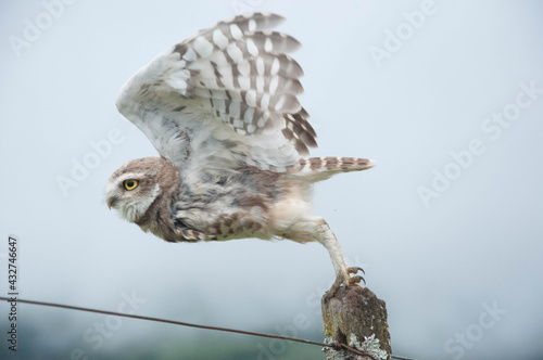 lechuza, buho, lechuza volando, buho volando