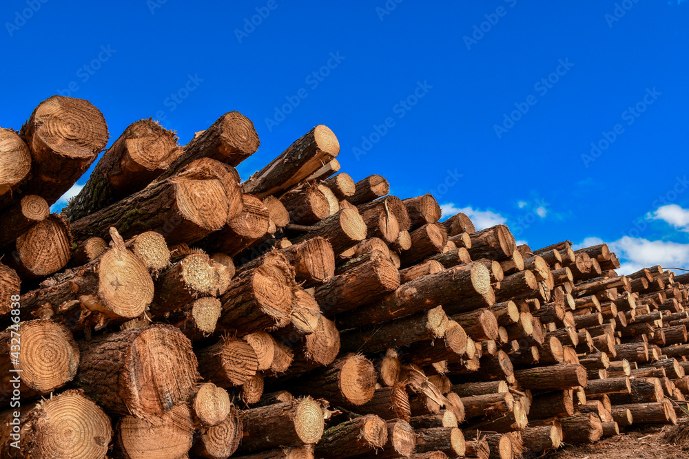 Forest Tree Plantation Forest Tree Plantation